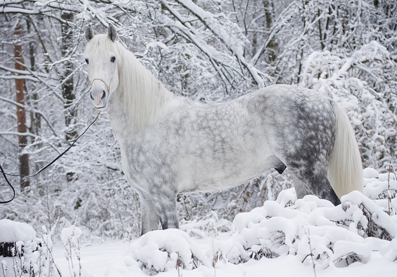 The Orlov Horse